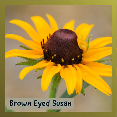 Brown-Eyed Susan
